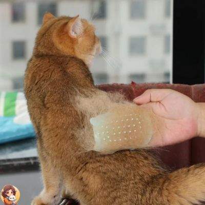 Brosse pour chat 2 en 1 | HAIRCAT™ - My Cat My Life