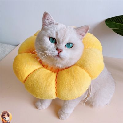 Collier anti léchage | SUNCOOL™ - My Cat My Life
