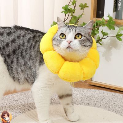 Collier anti léchage | SUNCOOL™ - My Cat My Life