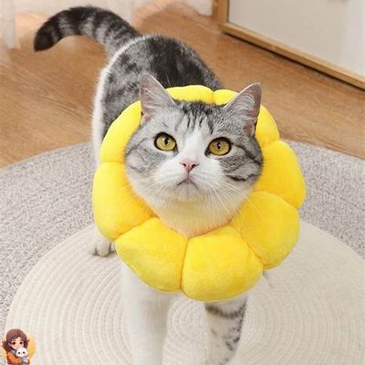 Collier anti léchage | SUNCOOL™ - My Cat My Life
