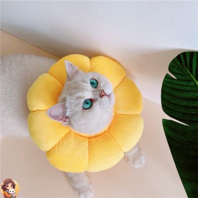 Collier anti léchage | SUNCOOL™ - My Cat My Life