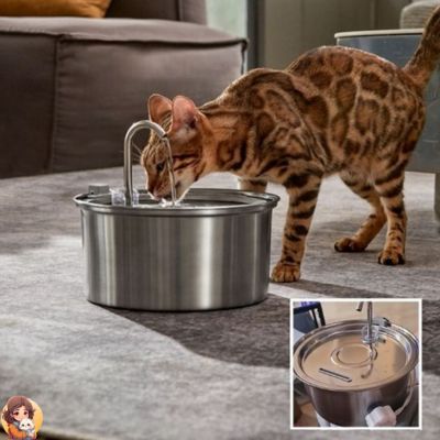 Fontaine a eau chat | CATSPRING™ - My Cat My Life