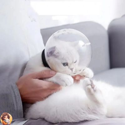 CASQUE DE TOILLETTAGE POUR CHAT
