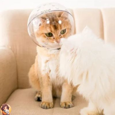 CASQUE ANTI MORCURES POUR CHAT