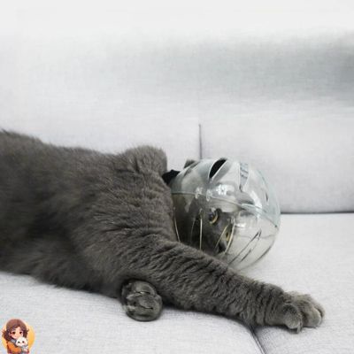 CASQUE ET BOTTES DE TOILLETTAGE POUR CHAT - My Cat My Life