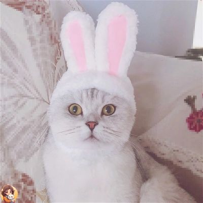 RabbitHat™ - Accessoire de déguisement pour chat - My Cat My Life