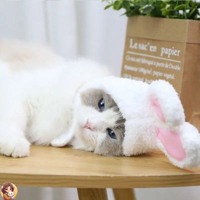 RabbitHat™ - Accessoire de déguisement pour chat - My Cat My Life