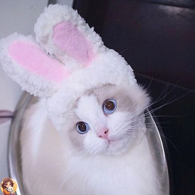 RabbitHat™ - Accessoire de déguisement pour chat - My Cat My Life