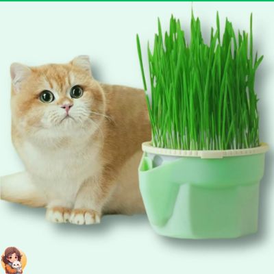 Tasse de culture d'herbes à chat - My Cat My Life