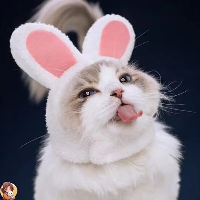 RabbitHat™ - Accessoire de déguisement pour chat - My Cat My Life