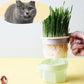 Tasse de culture d'herbes à chat - My Cat My Life